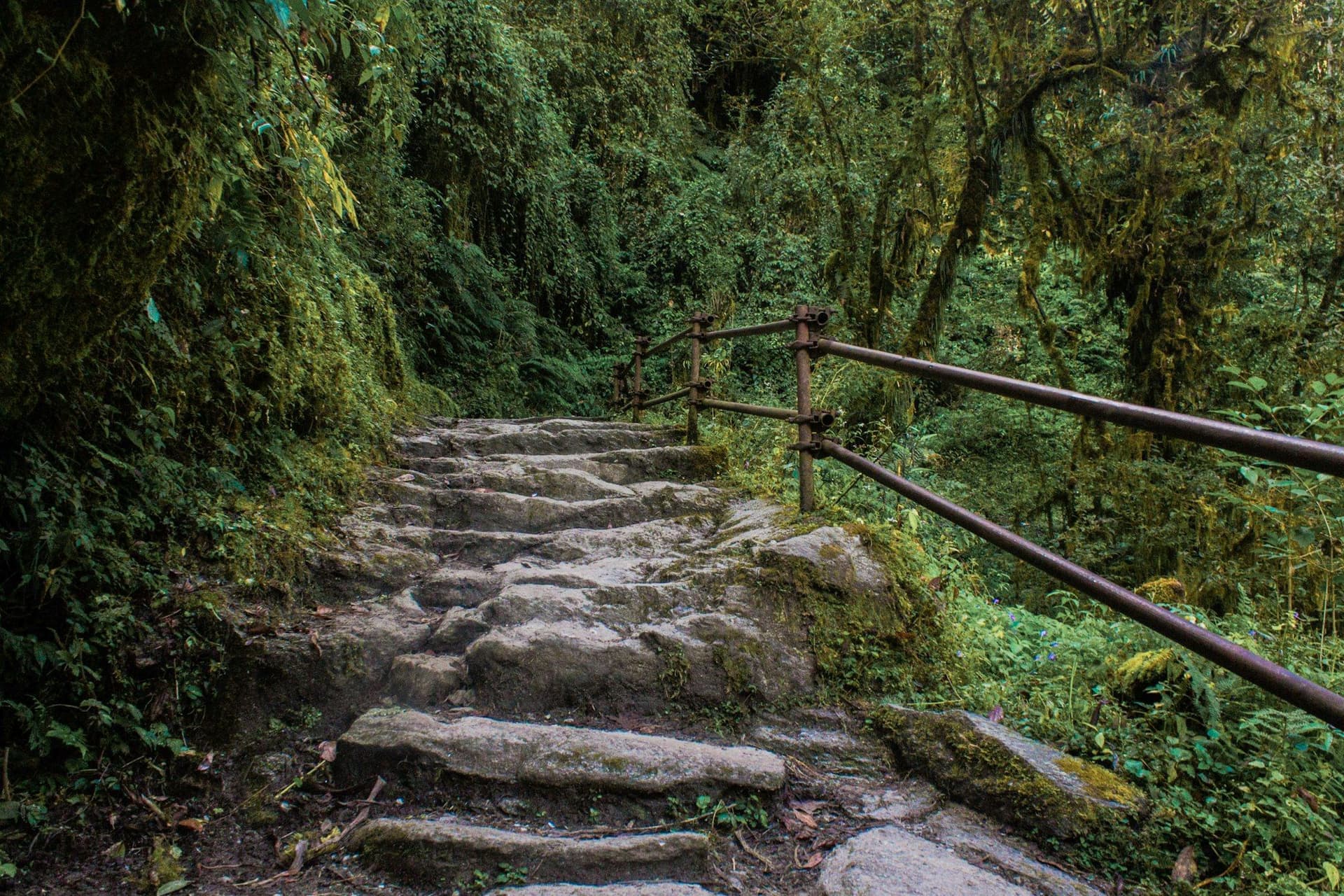 Mossy stone steps climbing through hill forest