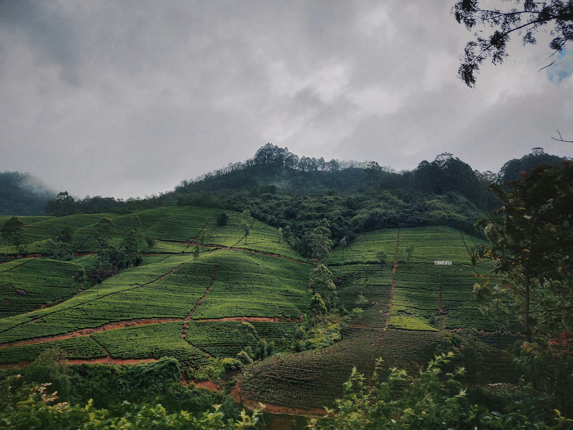 Tea terraces in the Sri Lankan hill country