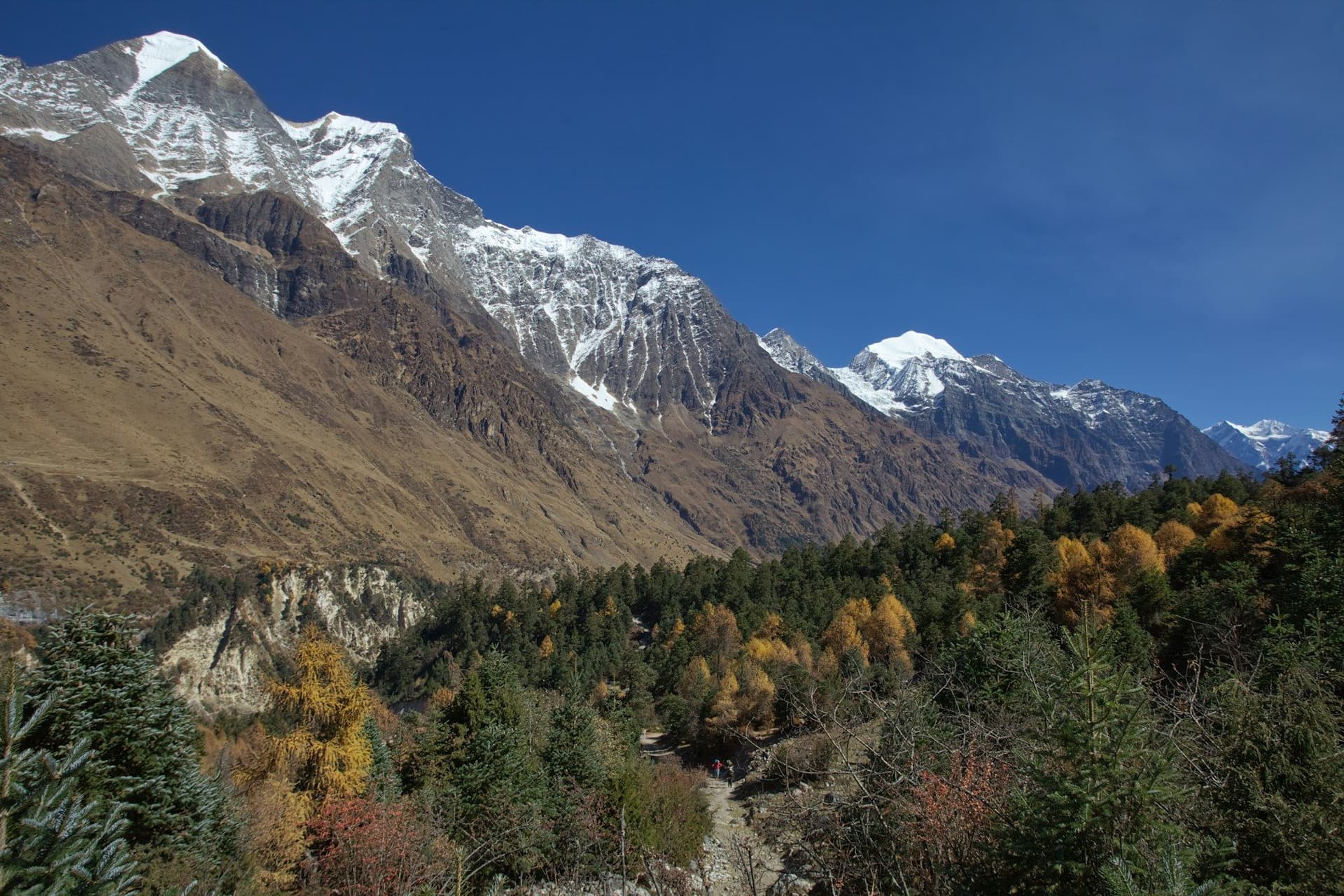 Autumn colour in the upper Budhi Gandaki valley below the Manaslu range
