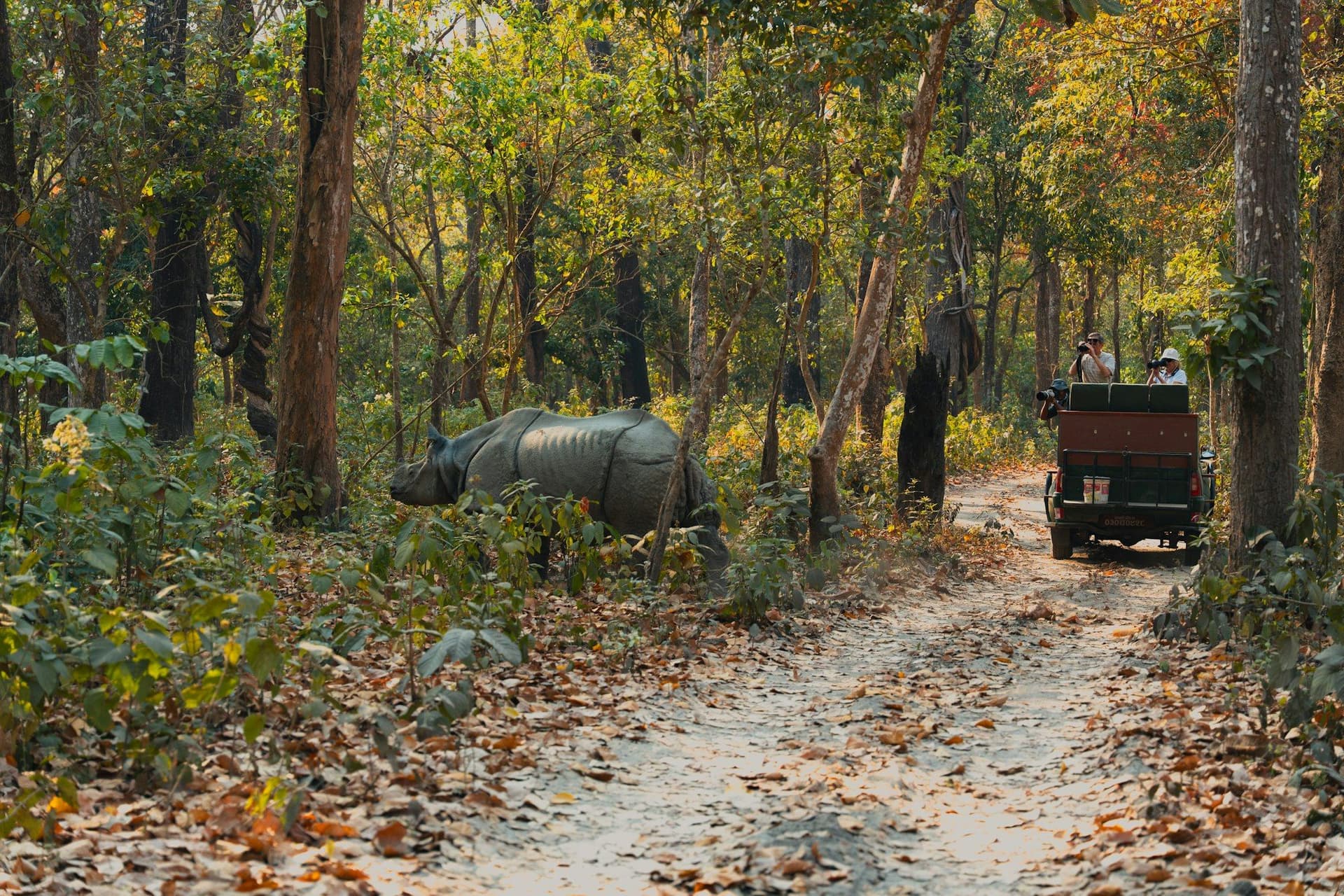 chitwan jungle safari