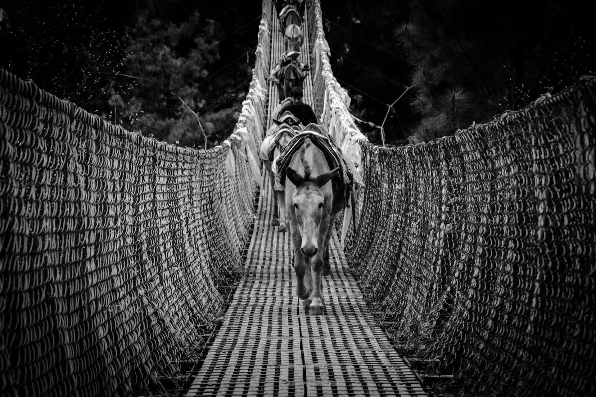 A pack animal crossing a wire suspension bridge