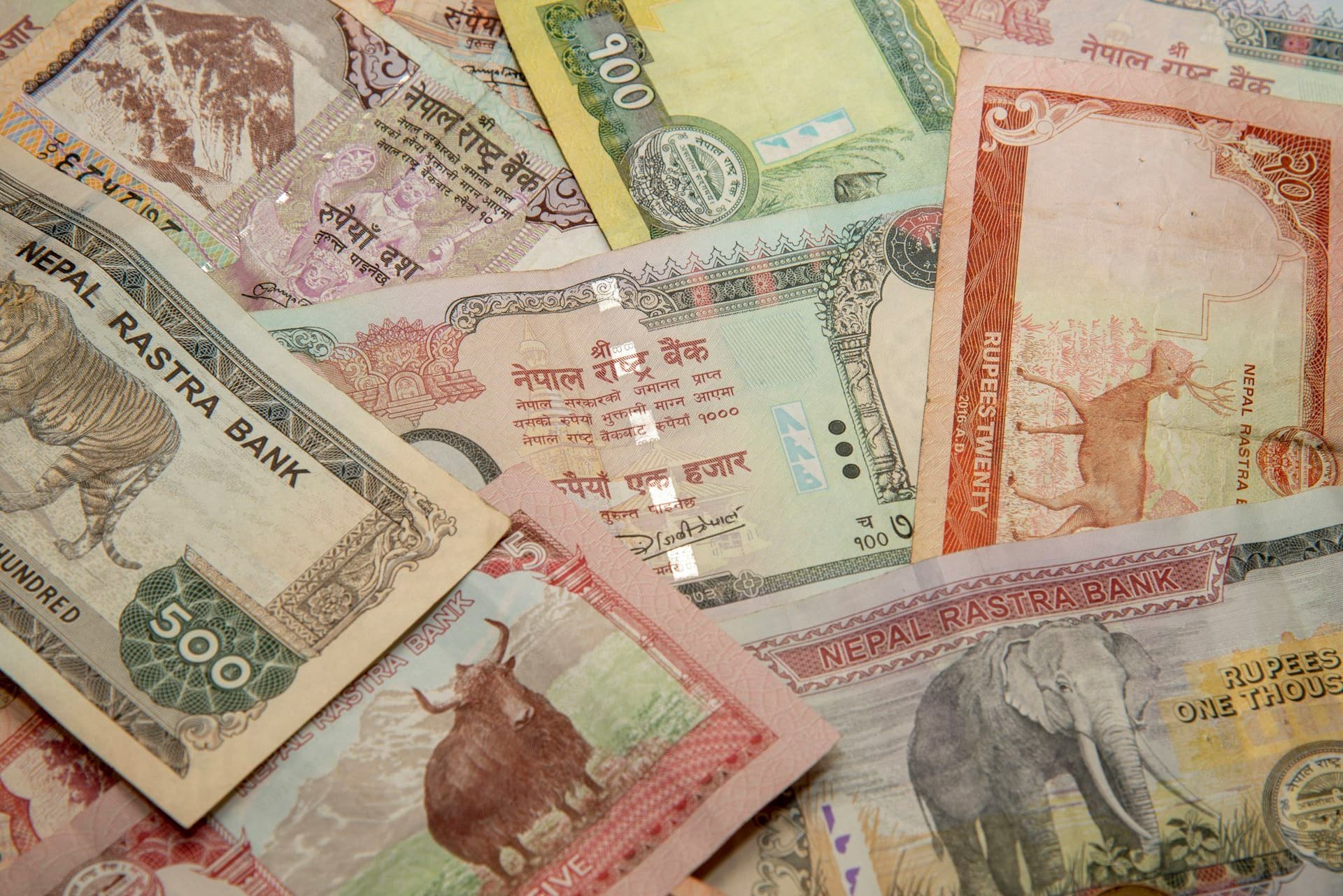 A spread of Nepali rupee banknotes