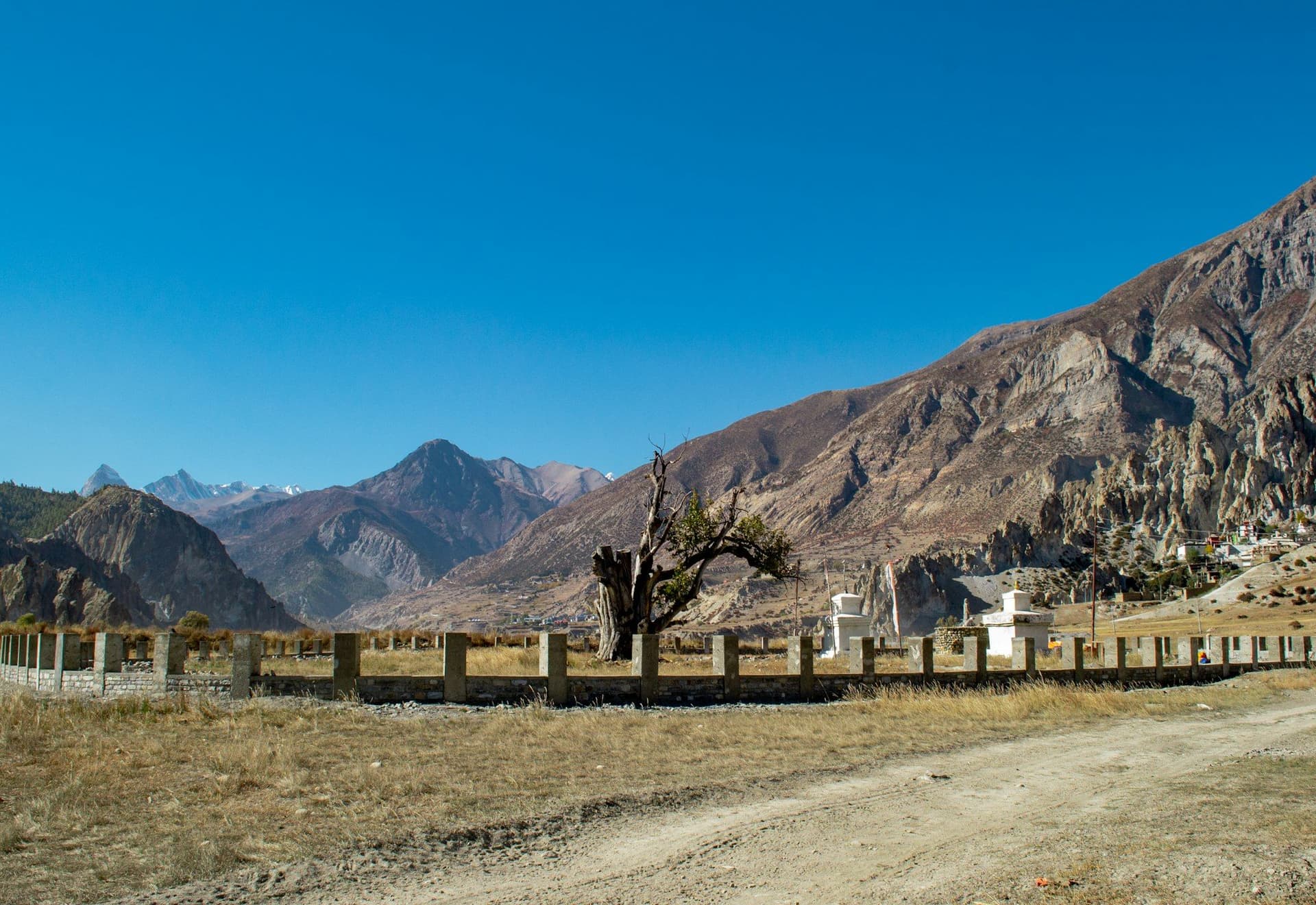 A bare tree and chortens in a dry high valley